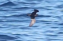 Setidaknya Storm Petrel (dipotong).jpg