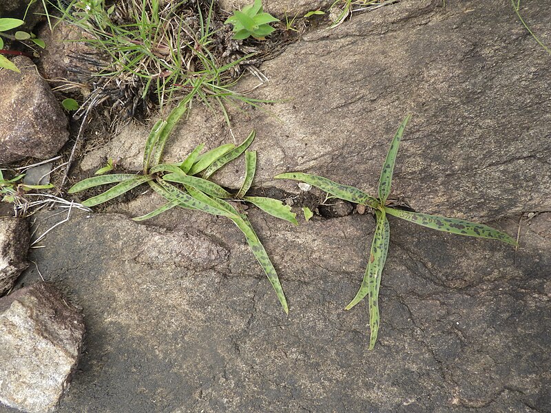 File:Ledebouria revoluta-1-clenpeak area-yercaud-salem-India.jpg