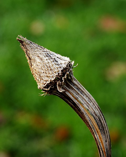 File:Lege zadenhouder Echinacea purpurea (zonnehoed). Locatie, tuinreservaat Jonkervallei 02.JPG