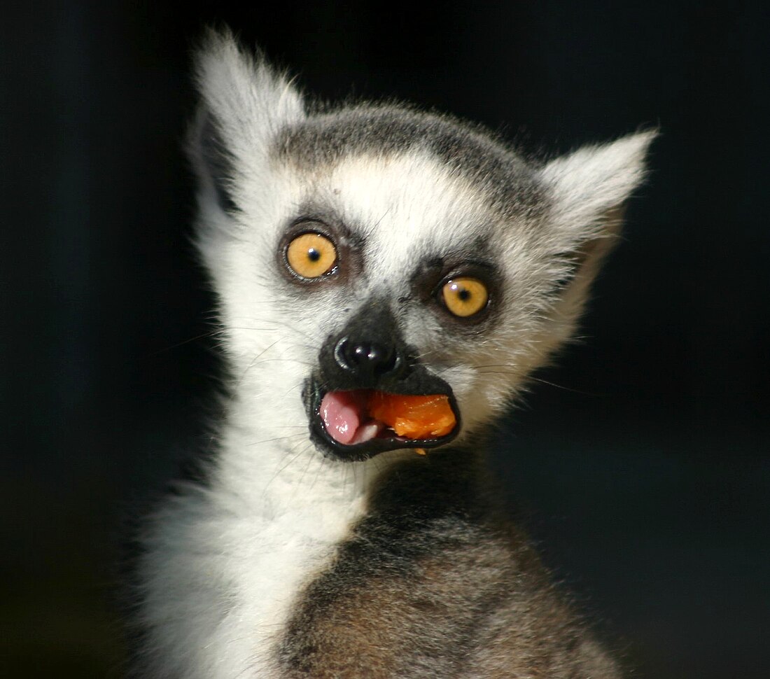 Lemurins