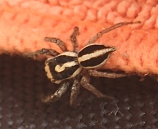 <i>Leptofreya</i> Genus of spiders