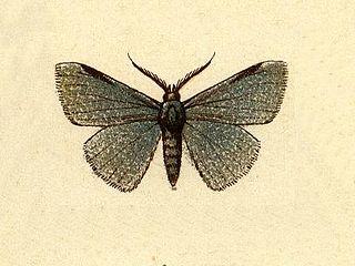 <i>Leptostales virgota</i> Species of moth