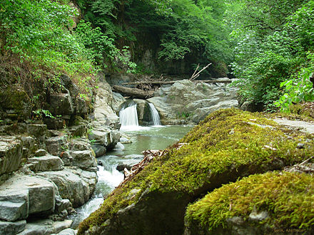 Subtropical and temperate rain forests near Lerik