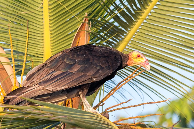 File:Lesser Yellow-headed Vulture - Oripopo Cabeza Amarilla Menor (Cathartes burrovianus) (25817897121).jpg