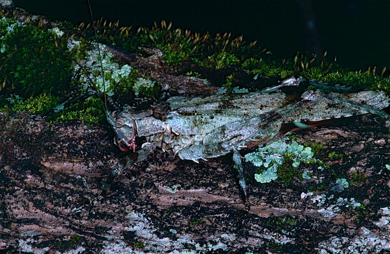 File:Lichen Katydid (Acanthodis sp.) (10839022914).jpg