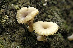 Turbasõlik Lichenomphalia ericetorum