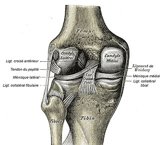 Fortune Salaire Mensuel de Ligament Lateral Externe Du Genou Combien gagne t il d argent ? 300 000 000,00 euros mensuels