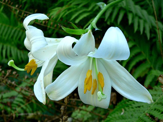 Lilium - Wikipedia