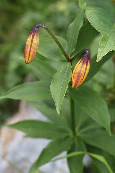 File:Lilium medeoloides (buds).JPG