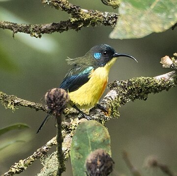 Lina's sunbird