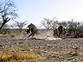 Male lions fighting for prey in Etosha National Park