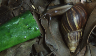 One of my Lissachatina fulica pets, who sadly passed away