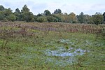 Little Hallingbury Marsh