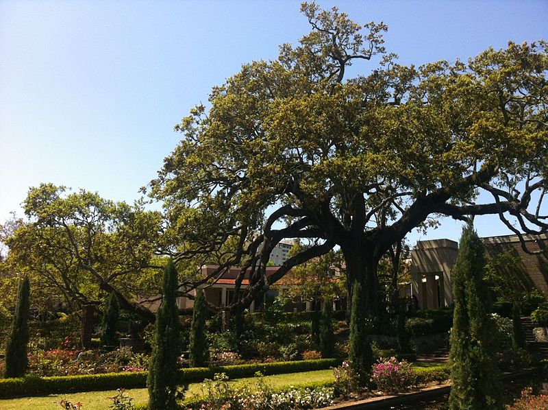 File:Live Oak at Cummer Museum of Art & Gardens.jpg