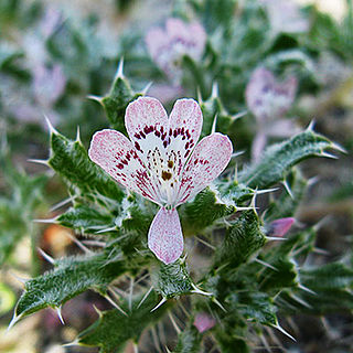 <i>Loeseliastrum matthewsii</i>