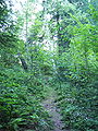 Forest in the Beskids