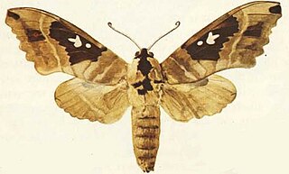 <i>Lophostethus</i> Genus of moths