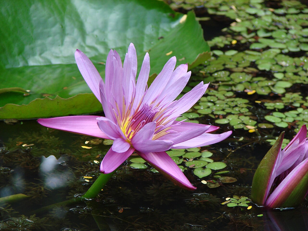 FileLotus Flower at GSS 2.jpg Wikimedia Commons