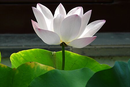 Lotus in Suzhou, China