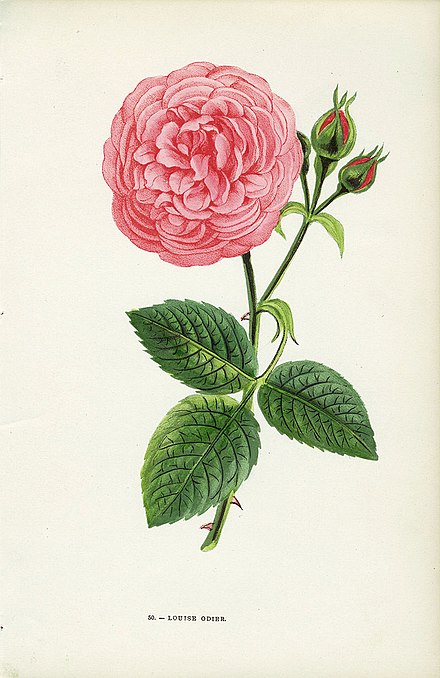 Illustration de 'Louise Odier', in Hippolyte Jamain, Les Roses (1873).
