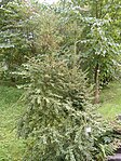 Lumbar plant ilex pernyi.jpg