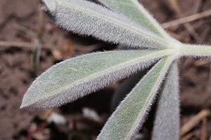 Lupinus leucophyllus 9591.JPG