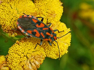 <i>Spilostethus saxatilis</i> Species of true bug