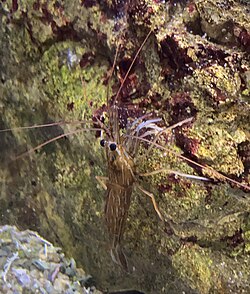 Lysmata californica California ScienCenter 9.jpg