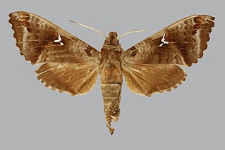 <i>Maassenia distincta</i> Species of moth