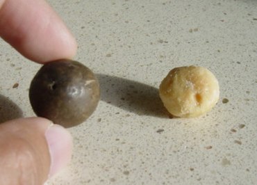 Whole macadamia nut and roasted kernel