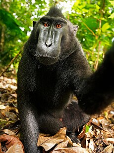 La selfi de un macaco negro crestado fue objeto de una disputa entre la Fundación Wikimedia y el fotógrafo que reclama derechos de autor.[14]​