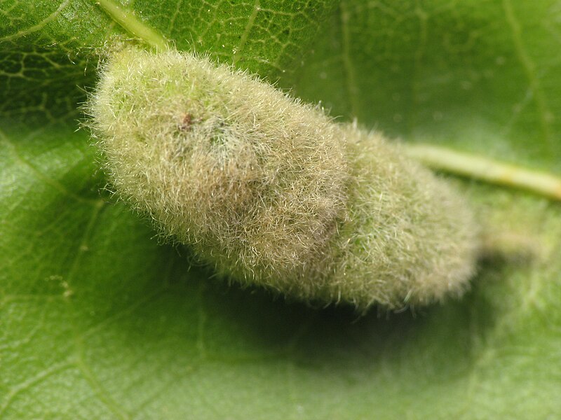 File:Macrodiplosis niveipila red oak gall.jpg