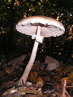 Skėtinė žvynabudė (Macrolepiota procera)