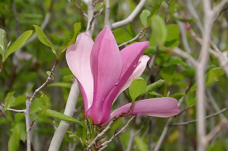File:Magnolia liliflora Nigra 1zz.jpg