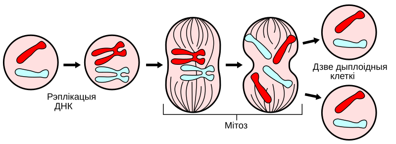 File:Major events in mitosis be.svg