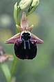 Ophrys mammosa, Zentralmakedonien