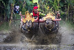 Tradisi makepung lampit ring desa Manistutu