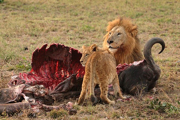 Lions are voracious carnivores; they require more than 7 kilograms of meat daily. A major component of their diet is the meat of large mammals, such a