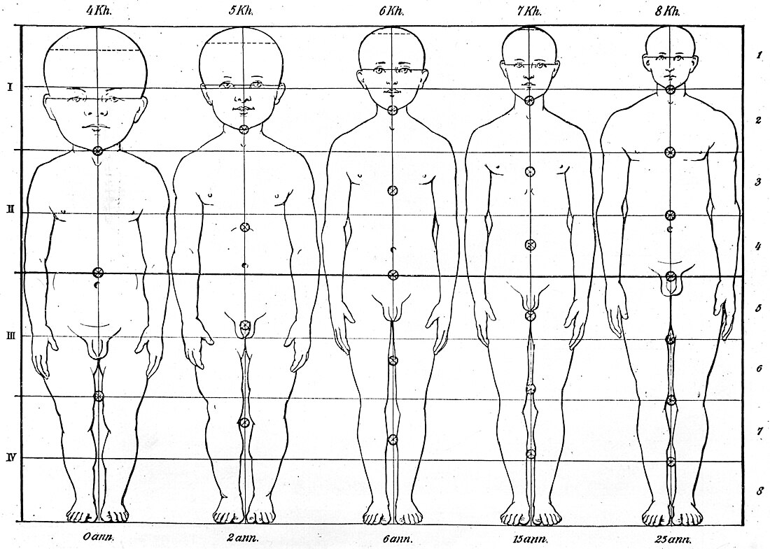 File:Male figures showing proportons in five ages. Wellcome M0000429.jpg