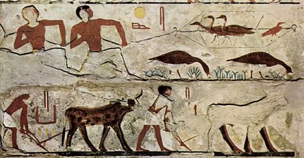 Hunting game birds and plowing a field. Depiction on a burial chamber from c. 2700 BC. Tomb of Nefermaat and his wife Itet.