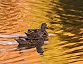 * Nomination Mallard female ducks during golden hour (cropped) --PumpkinSky 01:13, 22 December 2017 (UTC) * Promotion Good quality. -- Johann Jaritz 02:55, 22 December 2017 (UTC)
