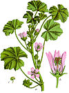 Malva neglecta Sturm64.jpg