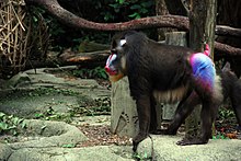 A mandrill displays his coloring.