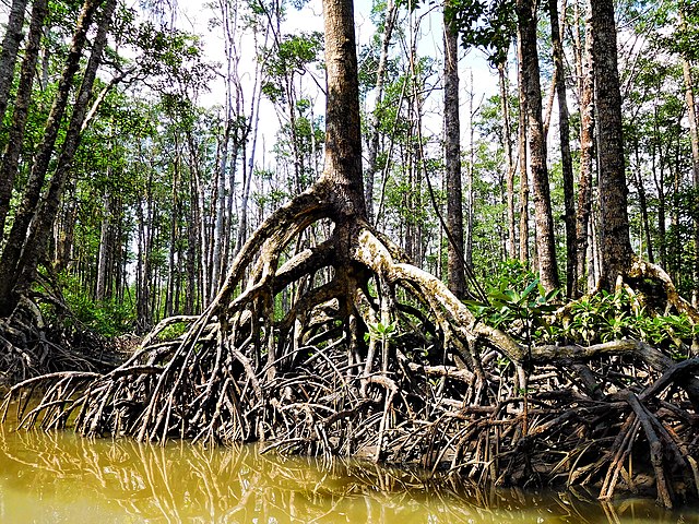 Mangrove roots at low tide in the Philippines