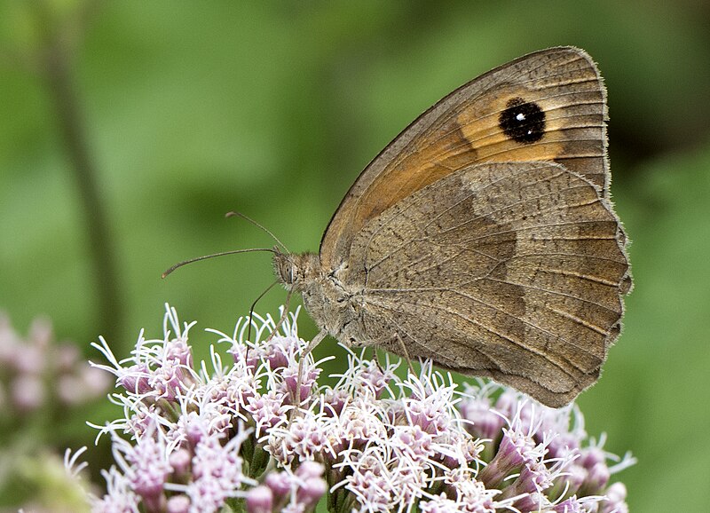 File:Maniola jurtina - Meadow brown, Giresun 2018-08-20 3.jpg