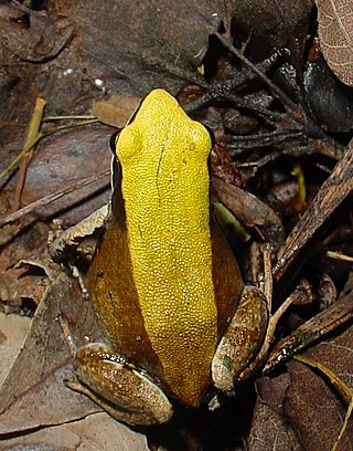 <span class="mw-page-title-main">Green mantella</span> Species of frog