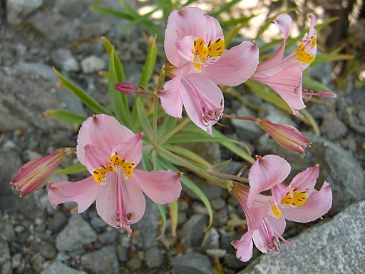 Mariposa del Campo (3435629865)