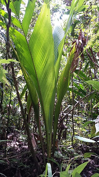 <i>Marojejya darianii</i> Species of palm