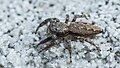 * Nomination female Jumping spider Marpissa muscosa --Leviathan1983 07:59, 9 July 2014 (UTC) * Decline DoF too shallow. Oversharpening could not resolve that issue. Sorry, no QI. --Cccefalon 08:47, 9 July 2014 (UTC)