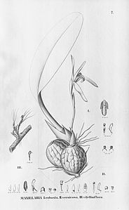 plate 7 Maxillaria luteograndiflora (as syn. Maxillaria robusta), Christensonella neowiedii (as syn. Maxillaria vernicosa and M. vitelliniflora)